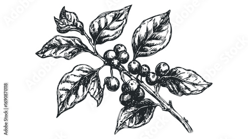 Sketch of coffee plant branch with leaves and berries on a transparent background. Vector hand drawn illustration
