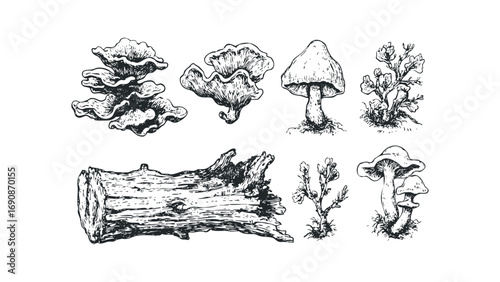 Wood log, fungi, and plant growth sketch on transparent background. Vector hand drawn illustration