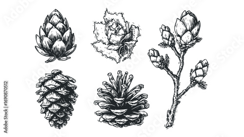 Various Pine Cones and Branch Sketch Image on Transparent Background. Vector hand drawn illustration