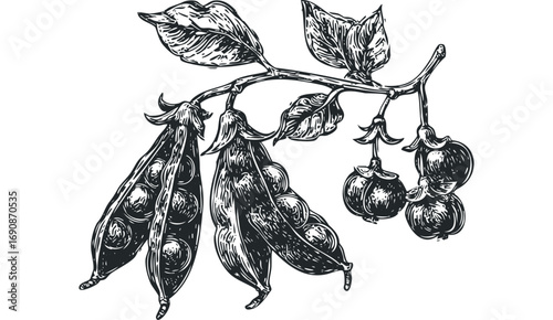Vintage Pea Pods and Leaves on Stem Image. Vector hand drawn illustration