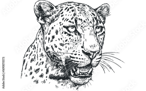 Leopard portrait sketch on transparent background. Vector hand drawn illustration