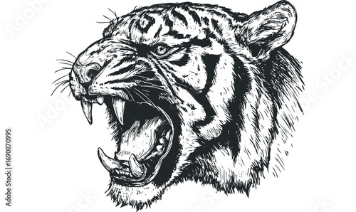 Fierce Tiger Head Roaring with Sharp Teeth Graphic. Vector hand drawn illustration