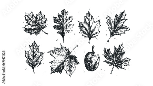 Set of Various Autumn Leaves and Seed Pod. Vector hand drawn illustration