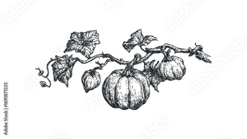 Sketch of pumpkin vine with leaves and fruit on transparent background. Vector hand drawn illustration
