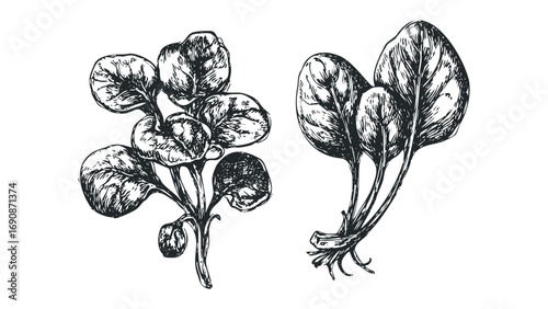 Sketch of spinach leaves with stems and roots on transparent background. Vector hand drawn illustration