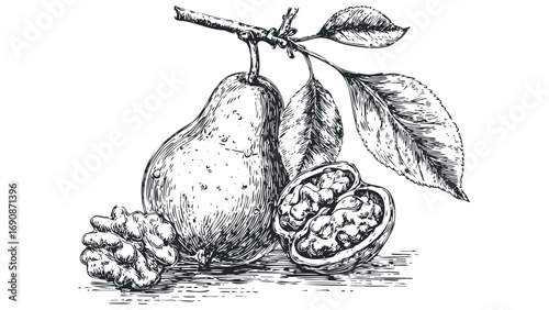 Detailed ink sketch of a ripe pear and walnut halves on a branch with leaves. Vector hand drawn illustration