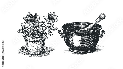 Ink drawing of potted succulent plant next to mortar and pestle. Vector hand drawn illustration