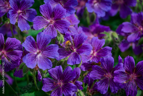 Photo of beautiful flowers in summer garden