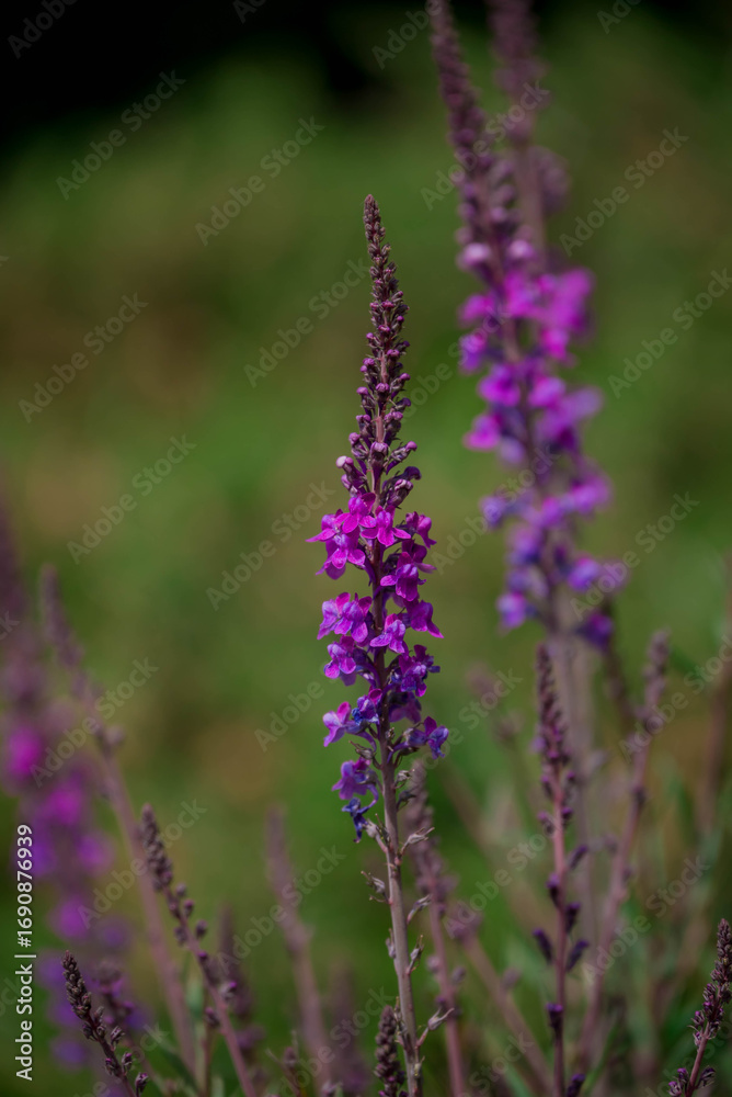 Obraz premium Photo of beautiful flowers in summer garden