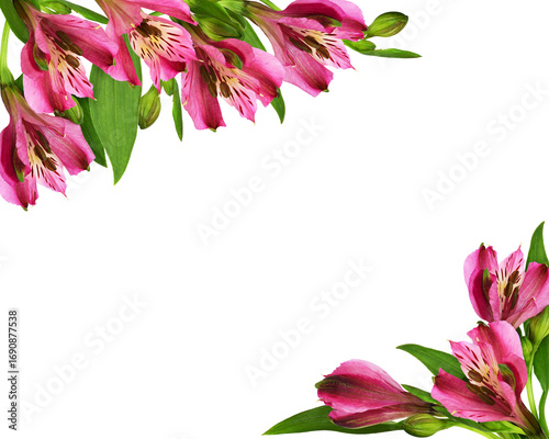 Pink alstroemeria flowers a...