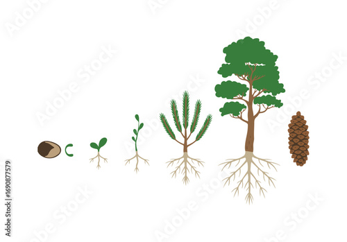  tree life cycle. Stages of growth from seed to mature pine tree with cones