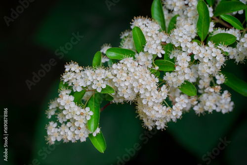 Photo of beautiful flowers in summer garden