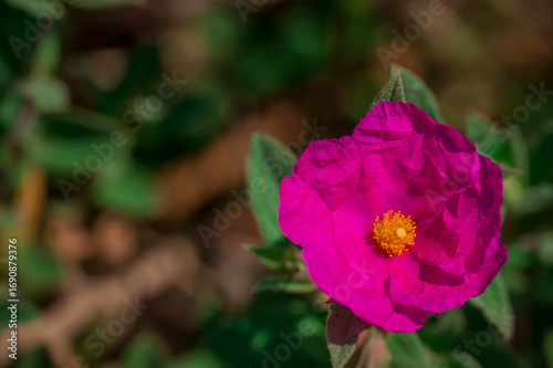 Photo of beautiful flowers in summer garden