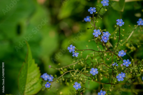 Photo of beautiful flowers in summer garden