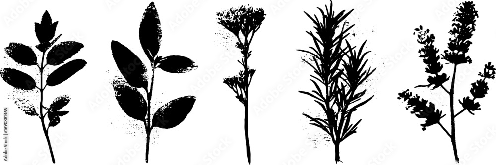Obraz premium Grunge black and white sage illustrations for creative design