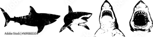 Grunge black and white shark illustrations for oceanic design and decor
