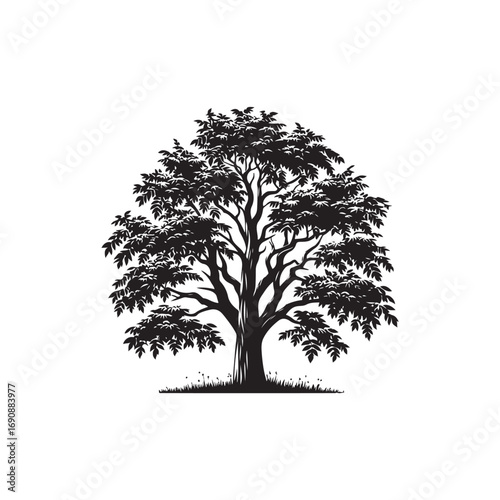 Hickory tree Vector (1).eps