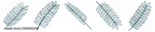 Botanical Fern Leaf PNG for Invitation, Eco Branding, and Background Art