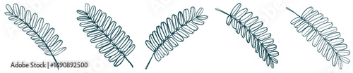 Botanical Fern Leaf PNG for Invitation, Eco Branding, and Background Art