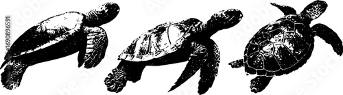 Grunge black and white turtle set for urban design and decor