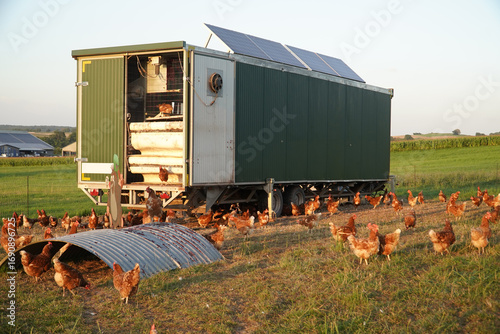 Free range chicken farm, Bovenden Reyershausen, district Goettingen, Lower Saxony, Germany.