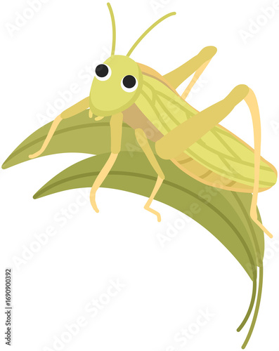grasshopper on a leaf