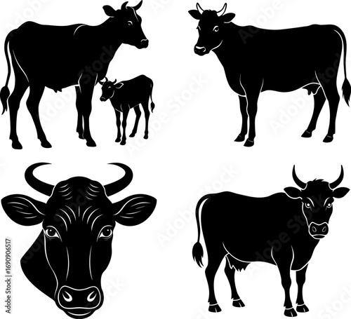 black and white cow