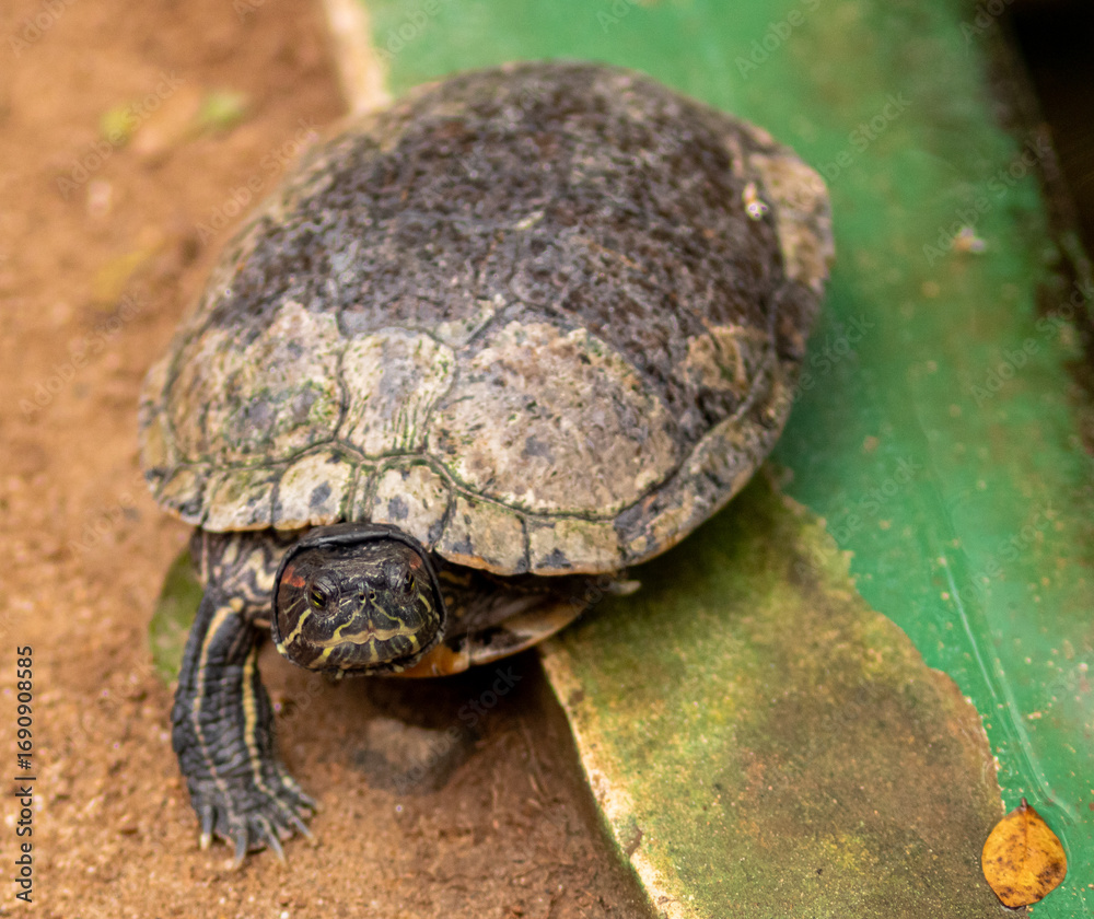 Obraz premium turtle in the tank