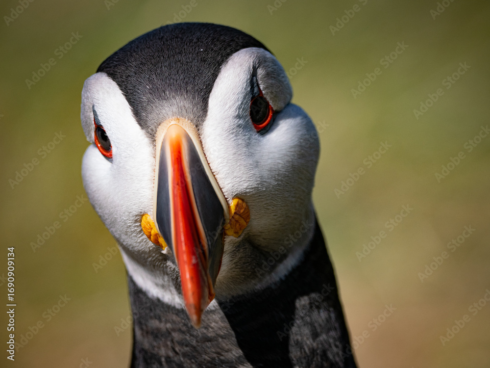 Naklejka premium Professional close-up showcasing puffin’s unique facial markings with clarity.