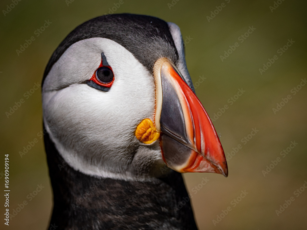 Naklejka premium Detailed puffin headshot with lifelike texture and controlled studio-style lighting.