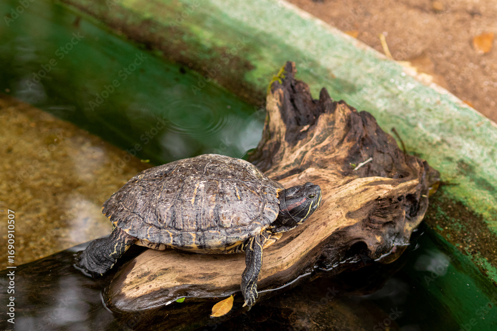 Obraz premium turtle in the tank