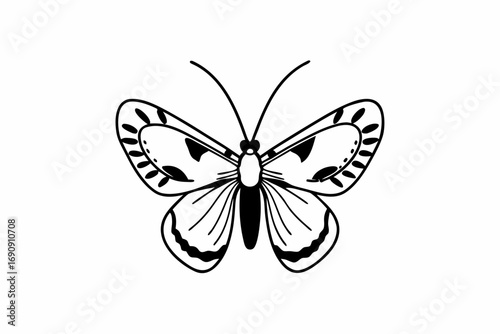 butterfly on white background