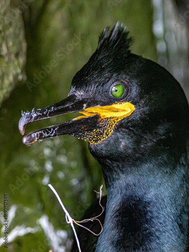 Cuadro en lienzo Close-up portrait of a European shag perched among coastal rocks, highlighting its vivid green eye, hooked bill and distinctive black plumage