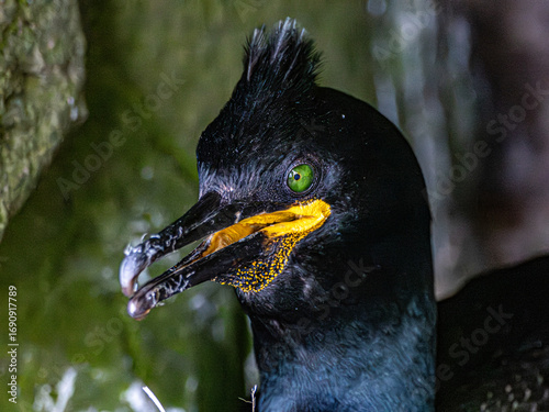 Cuadro en lienzo Close-up portrait of a European shag in breeding plumage, displaying its vivid green eye, yellow facial skin and distinctive crest against a rocky coastal background