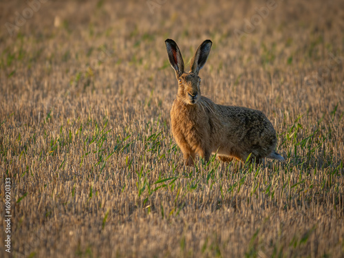 Brown Hare in a meadow of Wheat and Grass