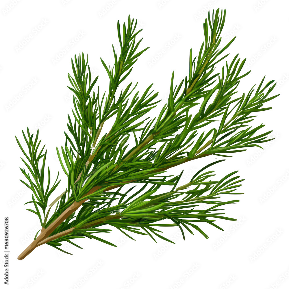 Fototapeta premium Detailed Green Pine Sprig with Natural Needle Texture on a Transparent Backdrop