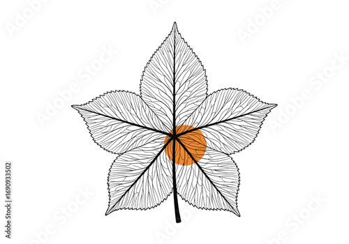 Detailed outline of a five lobed leaf with central highlight illustrating botanical structure