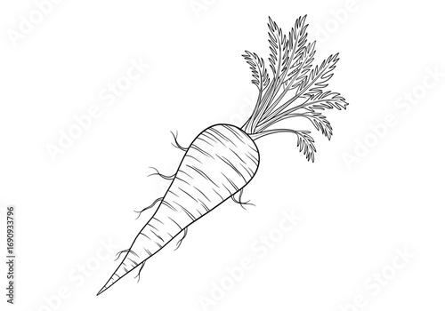 An illustrative drawing of a freshly harvested root vegetable with green tops