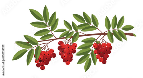 Vibrant red berries adorn autumn rowan tree branch with lush green leaves in a beautiful nature scene
