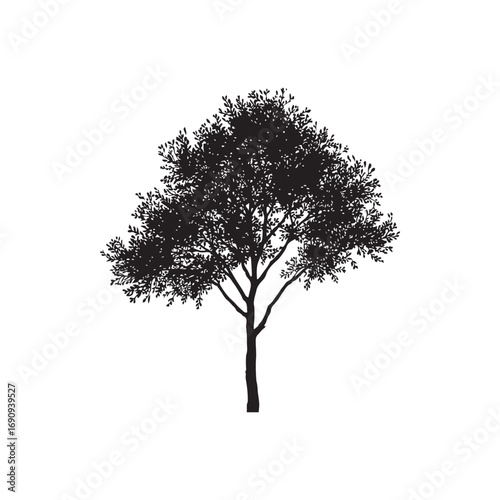 Cottonwood Vector (7).eps