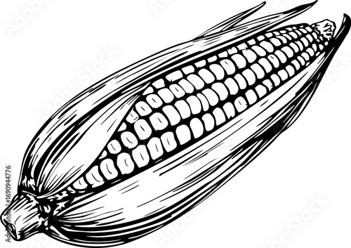 Harvesting corn in a vibrant field agriculture scene outdoor environment close-up view natural produce