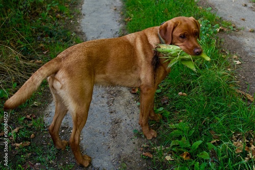 Foto Red Fox Labrador with a corn on the cob