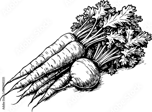 Harvesting fresh carrots and parsnips farm field botanical rustic setting close-up view organic farming