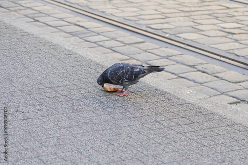 Wall Mural A common city pigeon pecking a discarded piece of bread on a textured urban side