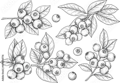 Hand drawn sketch of fresh blueberries on branches with leaves in a delicate botanical illustration style