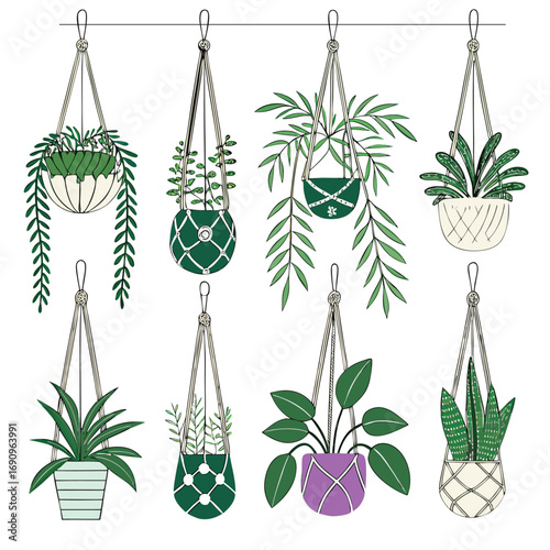 Assortment of Potted Houseplants in Hanging Macrame Hangers