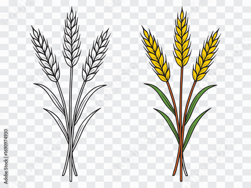 Wheat Stalks Monochrome and Color Variants Wheat Plant Outline and Colored Illustration – Vector Design