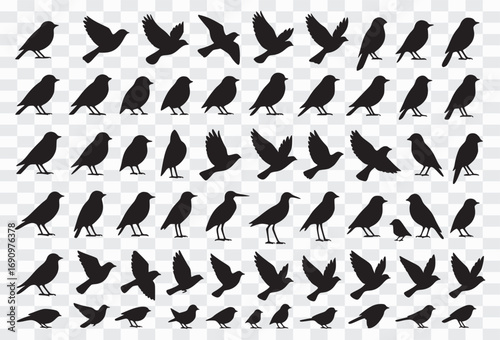 Silhouette Collection of Birds in Flight and Perched Poses Bird Silhouette Vector – Flying and Perched Bird Outline Design