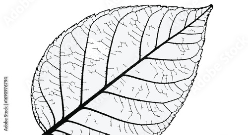Detailed close-up illustration of a single green leaf with intricate vein patterns on a white background.