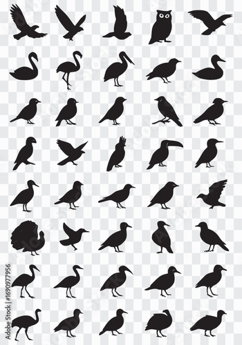 Silhouettes of Various Bird Species in Flight and Perched Positions